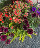 Not Your Grandma's Petunias