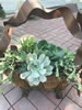 Succulent Basket