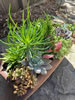 Succulent Trough